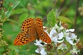 silver washed fritillary butte-2